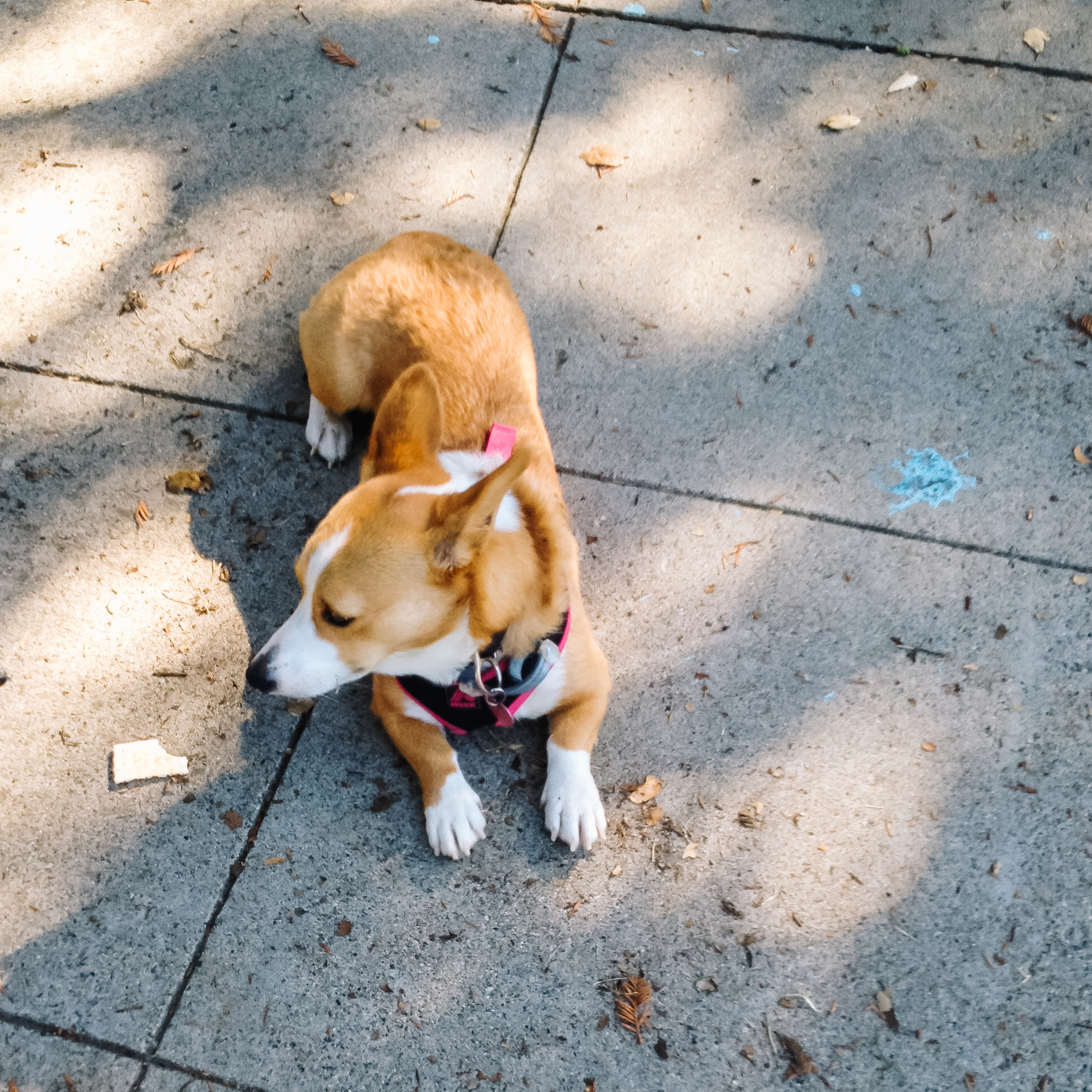 corgi in san jose, 2016